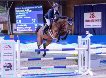 Sang-chaud Mecklembourg, Jument, 9 Ans, 172 cm, Bai