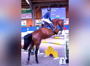 Sang-chaud Mecklembourg, Jument, 9 Ans, 172 cm, Bai