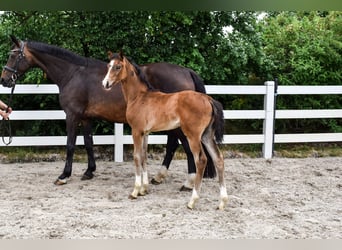Sang-chaud Mecklembourg, Jument, Poulain (04/2026), Bai brun