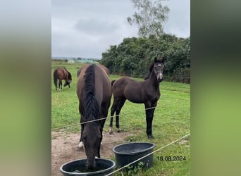 Sang-chaud Mecklembourg, Jument, Poulain (04/2024), Peut devenir gris