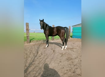 Sang-chaud polonais, Étalon, 2 Ans, 157 cm, Noir