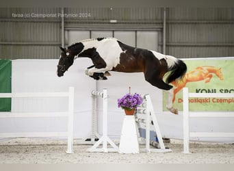 Sang-chaud polonais, Étalon, 3 Ans, 167 cm, Pinto