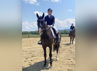 Sang-chaud polonais, Hongre, 10 Ans, 165 cm, Noir