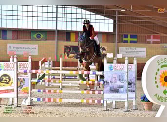Sang-chaud polonais, Hongre, 15 Ans, 168 cm, Bai