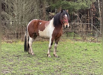 Sang-chaud polonais Croisé, Hongre, 3 Ans, 157 cm, Tobiano-toutes couleurs