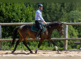 Sang-chaud polonais, Hongre, 4 Ans, 143 cm, Bai