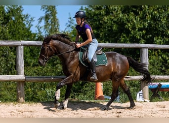 Sang-chaud polonais, Hongre, 4 Ans, 143 cm, Bai