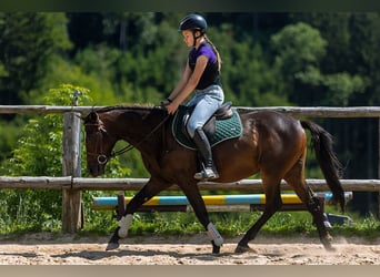 Sang-chaud polonais, Hongre, 4 Ans, 143 cm, Bai