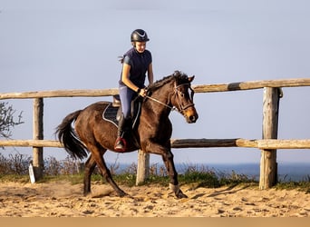Sang-chaud polonais, Hongre, 4 Ans, 144 cm, Bai