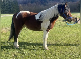 Sang-chaud polonais, Hongre, 4 Ans, 155 cm, Tobiano-toutes couleurs