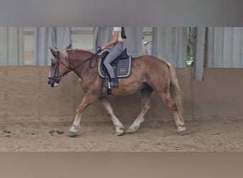 Sang-chaud polonais Croisé, Hongre, 4 Ans, 158 cm, Alezan