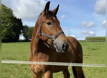 Sang-chaud polonais, Hongre, 4 Ans, 167 cm, Bai