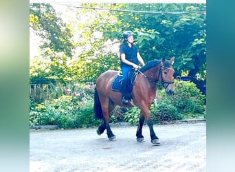Sang-chaud polonais, Hongre, 4 Ans, 167 cm, Bai