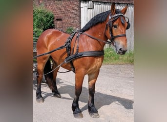 Sang-chaud polonais, Hongre, 4 Ans, 167 cm, Bai