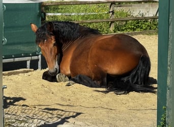 Sang-chaud polonais, Hongre, 4 Ans, 167 cm, Bai