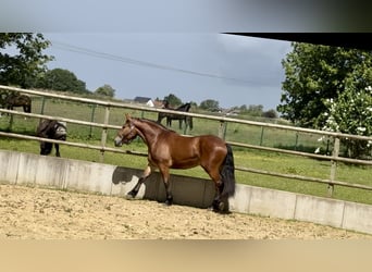Sang-chaud polonais, Hongre, 4 Ans, 167 cm, Bai