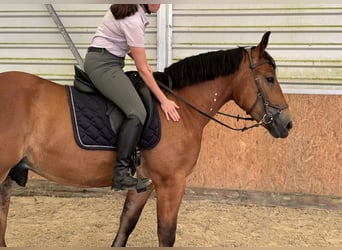 Sang-chaud polonais, Hongre, 4 Ans, 167 cm, Bai