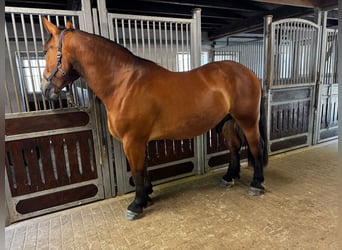 Sang-chaud polonais, Hongre, 4 Ans, 167 cm, Bai