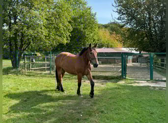 Sang-chaud polonais, Hongre, 4 Ans, 167 cm, Bai