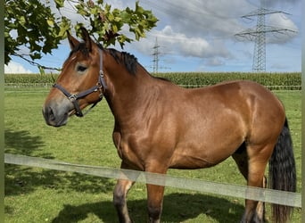 Sang-chaud polonais, Hongre, 4 Ans, 167 cm, Bai