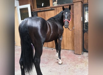 Sang-chaud polonais, Hongre, 5 Ans, 170 cm, Noir