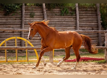 Sang-chaud polonais, Hongre, 5 Ans, 175 cm, Alezan