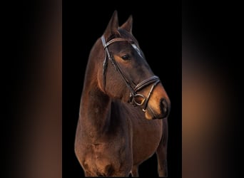 Sang-chaud polonais, Hongre, 7 Ans, 165 cm, Bai cerise