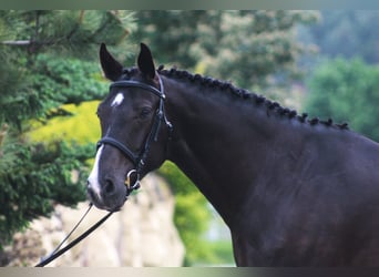 Sang-chaud polonais, Hongre, 7 Ans, 169 cm, Noir