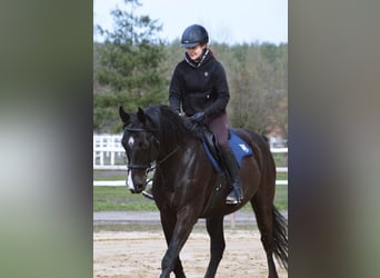 Sang-chaud polonais, Hongre, 7 Ans, 169 cm, Noir