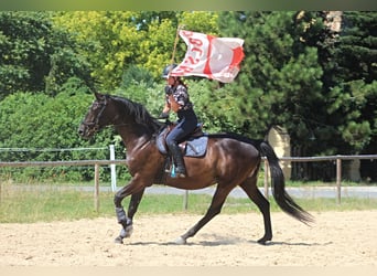 Sang-chaud polonais, Hongre, 7 Ans, 169 cm, Noir