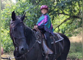 Sang-chaud polonais Croisé, Hongre, 9 Ans, 157 cm, Noir