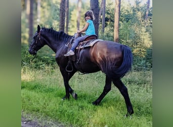 Sang-chaud polonais Croisé, Hongre, 9 Ans, 157 cm, Noir