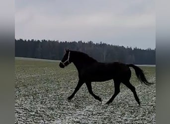 Sang-chaud polonais Croisé, Hongre, 9 Ans, 157 cm, Noir