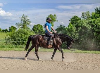 Sang-chaud polonais, Hongre, 9 Ans, 165 cm, Noir
