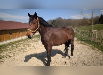 Sang-chaud polonais, Jument, 12 Ans, 165 cm, Bai