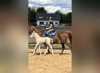 Sang-chaud polonais, Jument, 14 Ans, Alezan brûlé