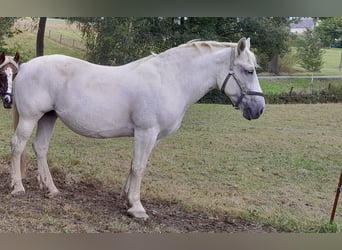 Sang-chaud polonais, Jument, 14 Ans, Gris