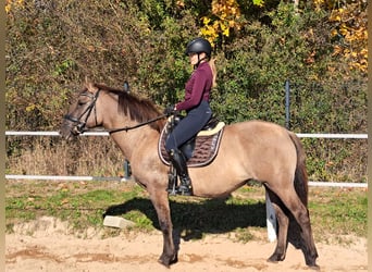 Sang-chaud polonais Croisé, Jument, 3 Ans, 162 cm, Isabelle