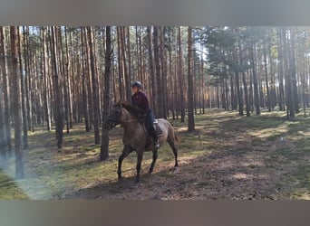 Sang-chaud polonais Croisé, Jument, 3 Ans, 162 cm, Isabelle