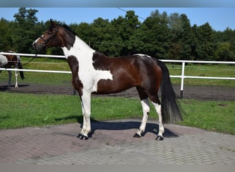 Sang-chaud polonais, Jument, 3 Ans, 165 cm, Pinto