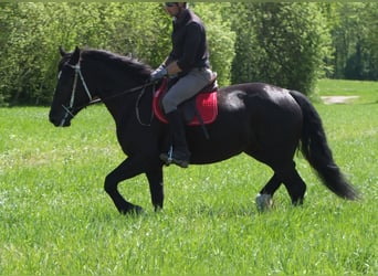 Sang-chaud polonais, Jument, 4 Ans, 157 cm, Noir