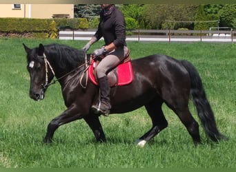 Sang-chaud polonais, Jument, 4 Ans, 157 cm, Noir