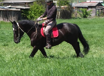 Sang-chaud polonais, Jument, 4 Ans, 157 cm, Noir