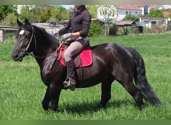 Sang-chaud polonais, Jument, 4 Ans, 157 cm, Noir
