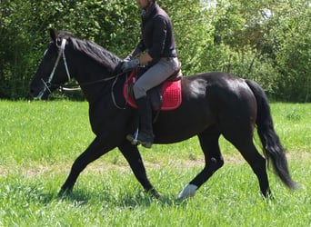Sang-chaud polonais, Jument, 4 Ans, 157 cm, Noir