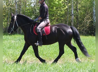 Sang-chaud polonais, Jument, 4 Ans, 157 cm, Noir