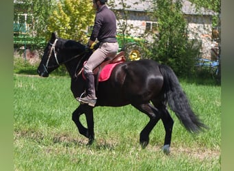 Sang-chaud polonais, Jument, 4 Ans, 157 cm, Noir
