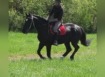 Sang-chaud polonais, Jument, 4 Ans, 157 cm, Noir