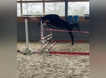 Sang-chaud polonais, Jument, 4 Ans, 165 cm, Bai brun