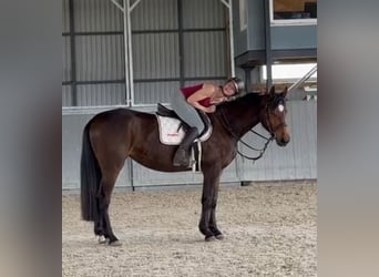 Sang-chaud polonais, Jument, 4 Ans, 166 cm, Bai